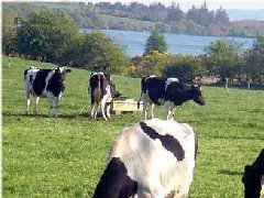 獸藥殘留檢測儀檢測參照肉類藥物殘留新標準