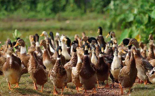 關(guān)于解決獸藥殘留問題有何應對措施