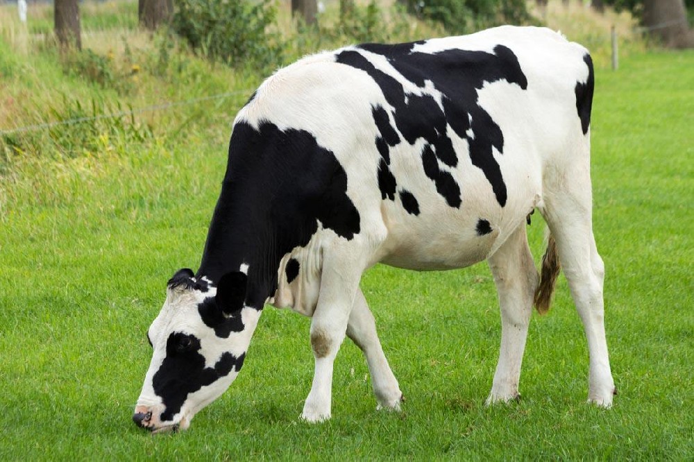 奶牛發(fā)燒用藥，獸藥殘留檢測儀幫你檢測是否超標