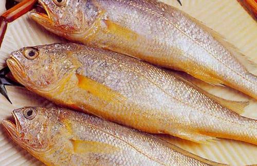 黃花魚(yú)中獸藥殘留超標(biāo)怎么看？