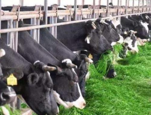 食品獸藥殘留限量標準上限，不用擔心，獸藥殘留檢測儀可以滿足