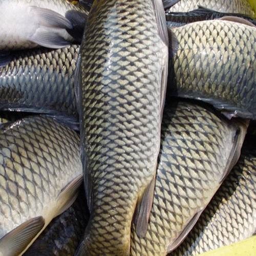 草魚(yú)中檢測(cè)出獸藥殘留，為什么水產(chǎn)品頻頻中招