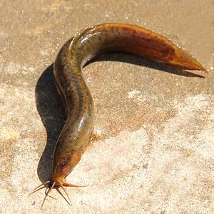 黃鱔中檢測出抗生素殘留主要問題關(guān)鍵在哪？