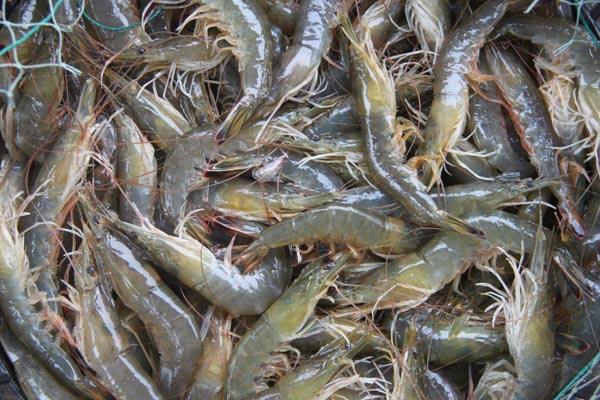 水產(chǎn)品氯霉素再次被檢測出，一旦發(fā)現(xiàn)立馬嚴處