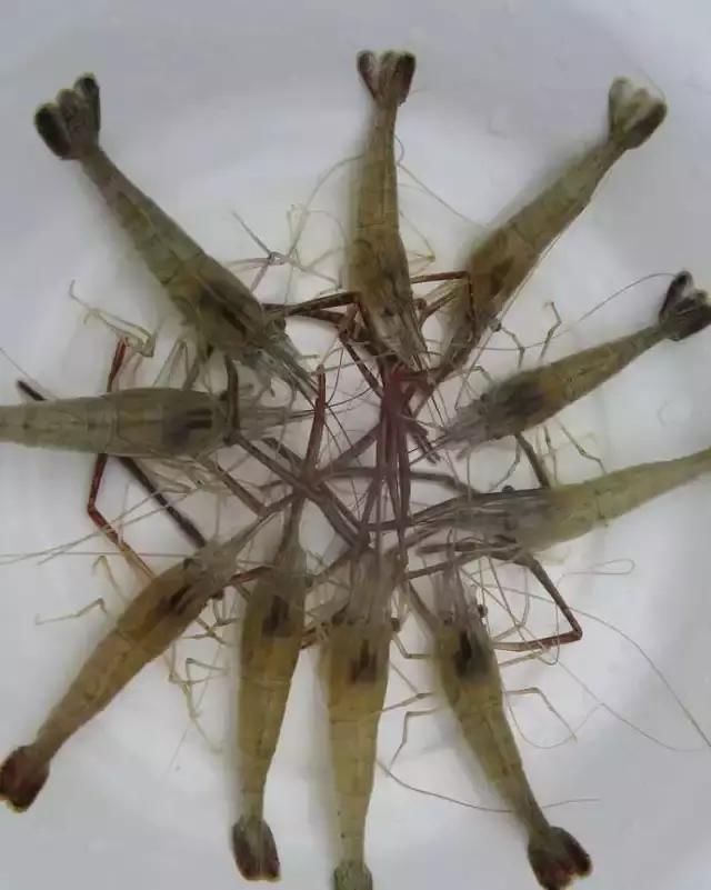 農(nóng)貿(mào)市場中出售的河蝦、鴨肫獸藥殘留超標(biāo)，購買時一定要注意