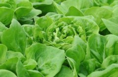 農殘快速檢測儀對同植株的檢測結果一致嗎？