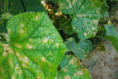 農(nóng)藥殘留速測(cè)儀是進(jìn)行農(nóng)殘檢測(cè)**的方式嗎？