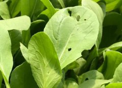 農(nóng)殘超標農(nóng)產(chǎn)品需要用什么儀器？